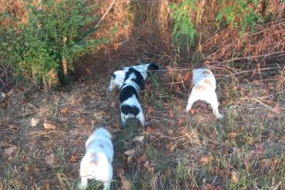 Immagine di copertina dell'inserzione Cuccioli Breton