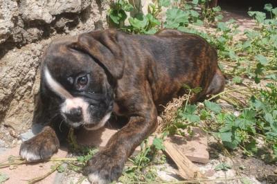 Immagine di copertina dell'inserzione Cuccioli Boxer