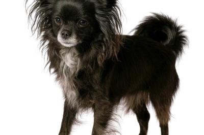 Immagine di copertina dell'inserzione Cane smarrito – Ricompensa 1.000 Euro
