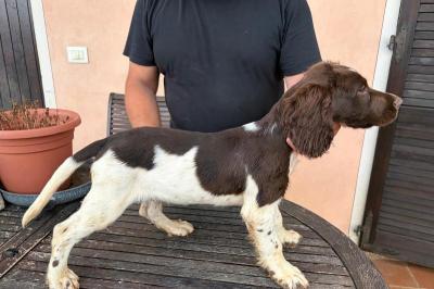 Immagine di copertina dell'inserzione CUCCIOLI SPRINGER SPANIEL INGLESE