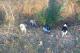 immagine supplementare dell'inserzione Cuccioli Breton