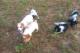 immagine supplementare dell'inserzione Cuccioli Breton