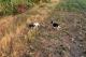 immagine supplementare dell'inserzione Cuccioli Breton