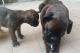 immagine supplementare dell'inserzione Cuccioli Boxer