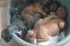 immagine supplementare dell'inserzione Cuccioli Boxer