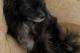 immagine supplementare dell'inserzione Cane smarrito – Ricompensa 1.000 Euro
