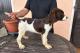immagine supplementare dell'inserzione CUCCIOLI SPRINGER SPANIEL INGLESE