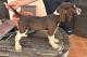 immagine supplementare dell'inserzione CUCCIOLI SPRINGER SPANIEL INGLESE