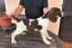 immagine supplementare dell'inserzione CUCCIOLI SPRINGER SPANIEL INGLESE